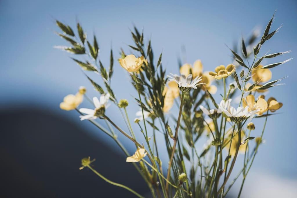 דירות רמסאו אים זילרטל Alpenrose מראה חיצוני תמונה